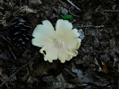 Agaricus placomyces