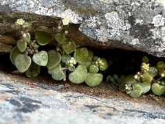 Crassula nemorosa
