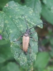 Stictoleptura rubra
