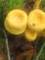 Basidiomycota