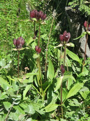Gentiana purpurea
