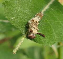 Limenitis