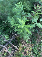Comptonia peregrina