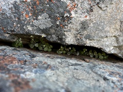 Crassula nemorosa