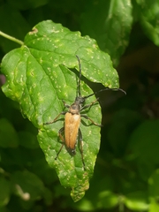 Stictoleptura rubra