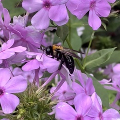 Xylocopa virginica
