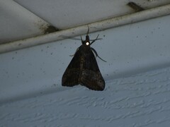 Hypena