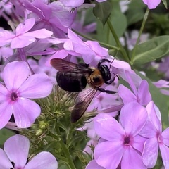 Xylocopa virginica