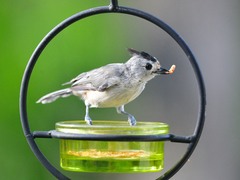 Baeolophus bicolor × atricristatus