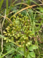 Ligusticum scothicum