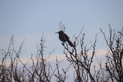 Toxostoma crissale