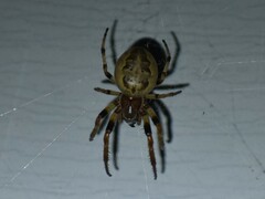 Larinioides cornutus