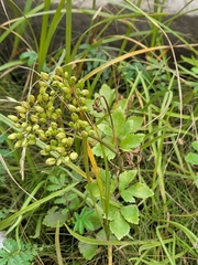 Ligusticum scothicum