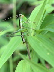 Conocephalus brevipennis