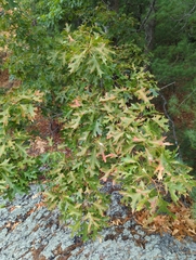 Quercus coccinea