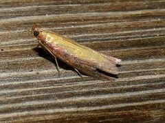 Oncocera semirubella