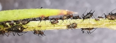 Macrosiphini