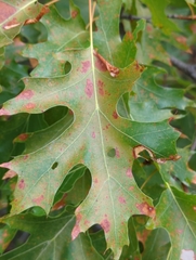 Quercus coccinea
