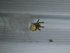 Larinioides cornutus