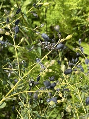 Baptisia tinctoria