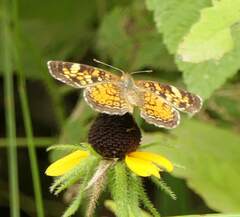 Phyciodes cocyta