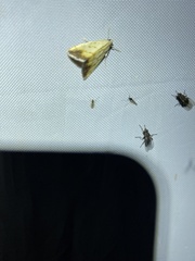 Evergestis extimalis