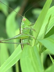 Conocephalus brevipennis