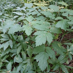 Actaea spicata