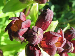 Gentiana purpurea