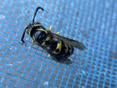 Vespula pensylvanica