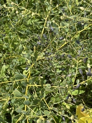 Baptisia tinctoria