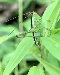 Conocephalus brevipennis