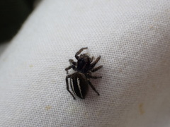 Philaeus chrysops