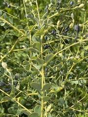 Baptisia tinctoria