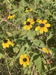 Rudbeckia triloba