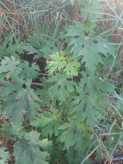 Vitis vinifera