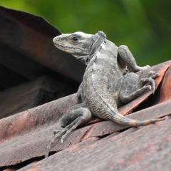 Ctenosaura similis