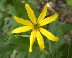 Coreopsis major