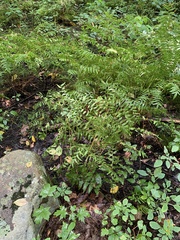 Osmunda spectabilis