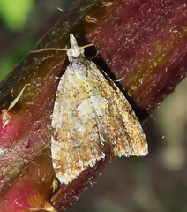 Pseudargyrotoza conwagana