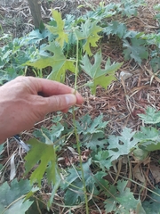Vitis vinifera