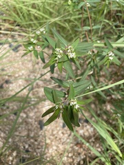 Euphorbia hypericifolia