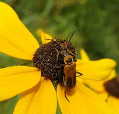 Chauliognathus pensylvanicus