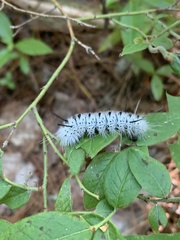 Lophocampa caryae