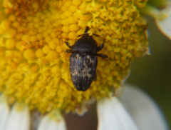 Glyptobaris lecontei