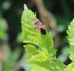 Lygaeus kalmii