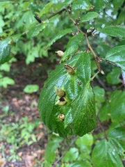 Hormaphis hamamelidis