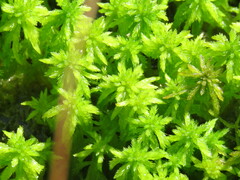Sphagnum cuspidatum