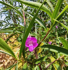 Maurandya scandens