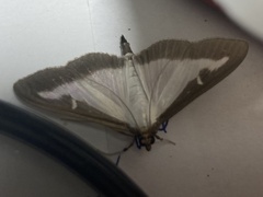 Cydalima